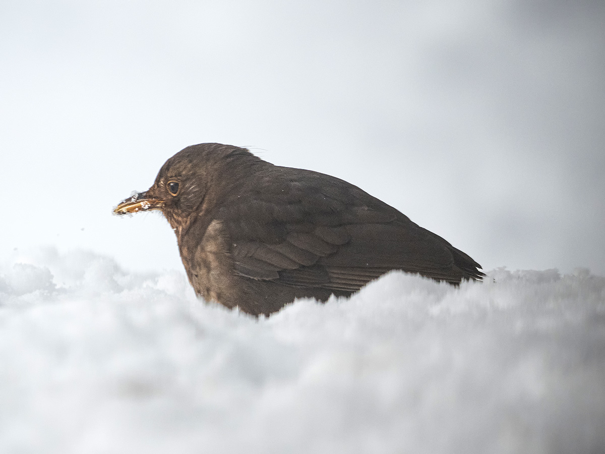 Amseldame im Schnee