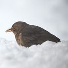 Amseldame im Schnee