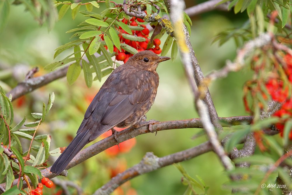 Amseldame im Vogelbeerbaum