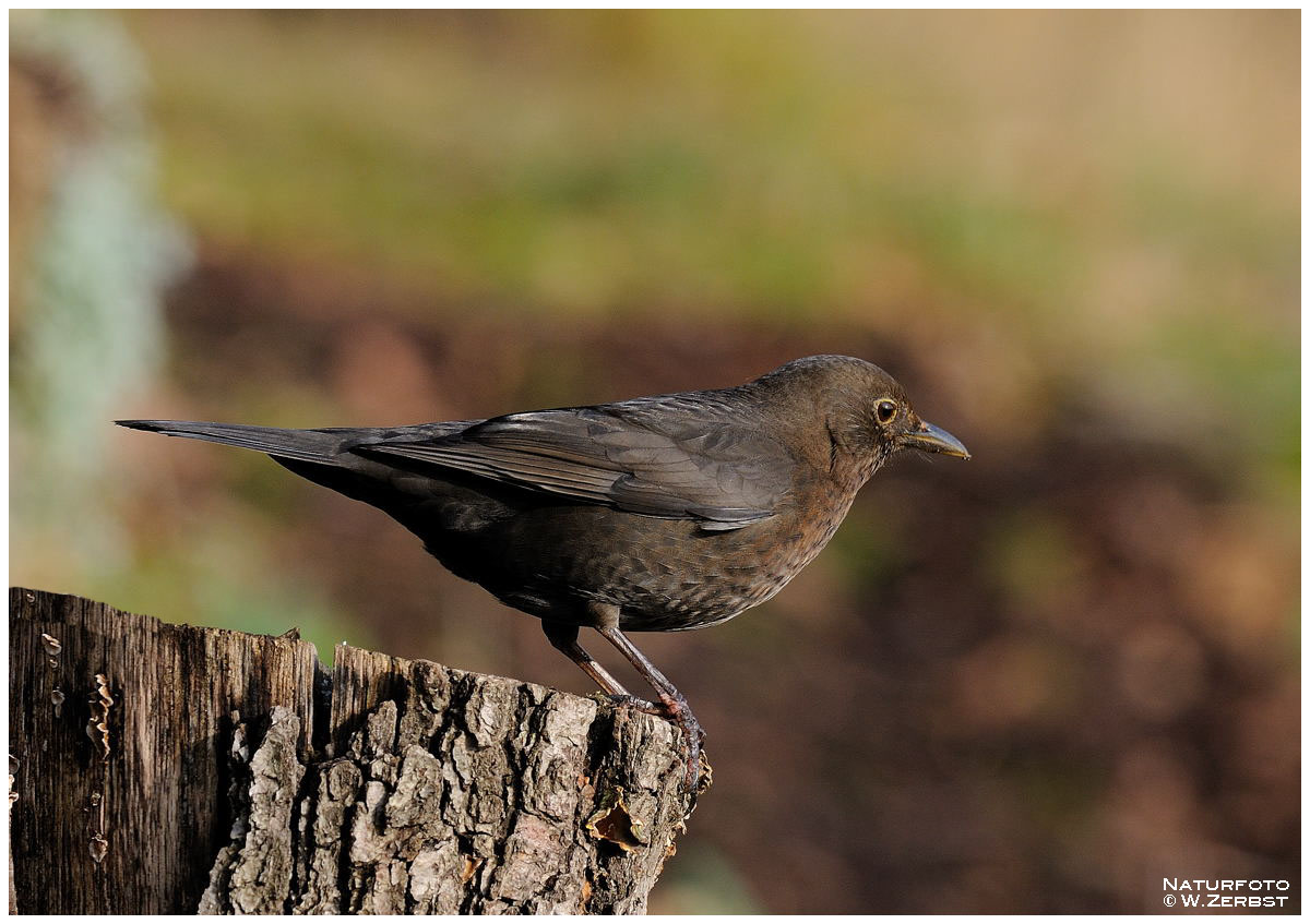 - Amseldame -Turdus merula )