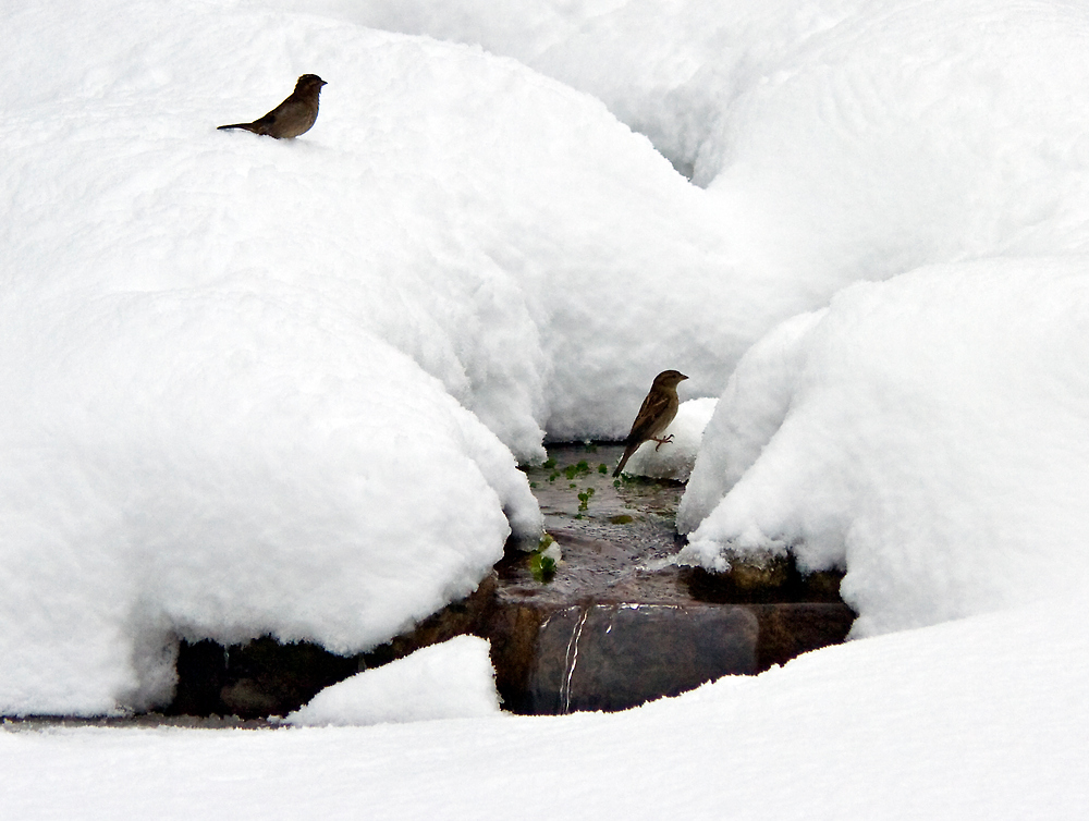 Amsel,Drossel, Fink und Star...