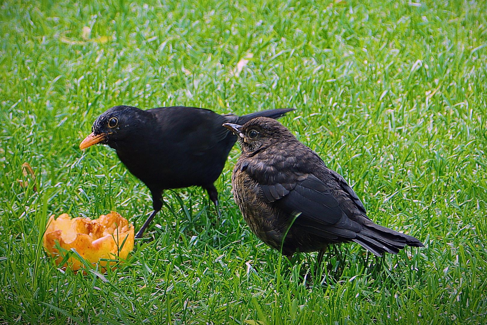 Amselhähnchen mit Nachwuchs