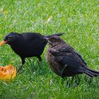 Amselhähnchen mit Nachwuchs