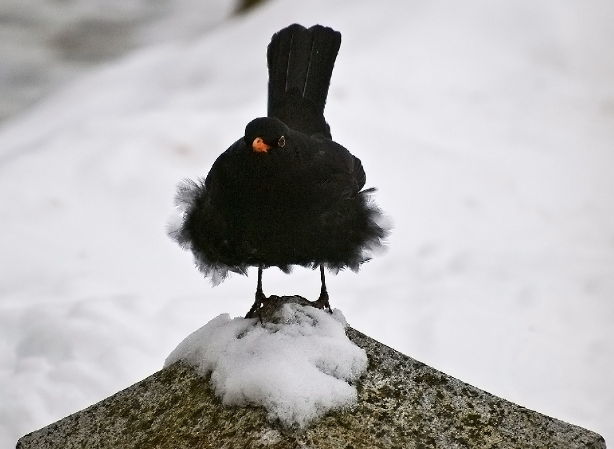 Amselhahn, der Platzhirsch am Futterplatz