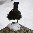 Amselhahn, der Platzhirsch am Futterplatz