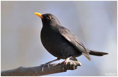 - Amselhahn - ( Turdus merula )