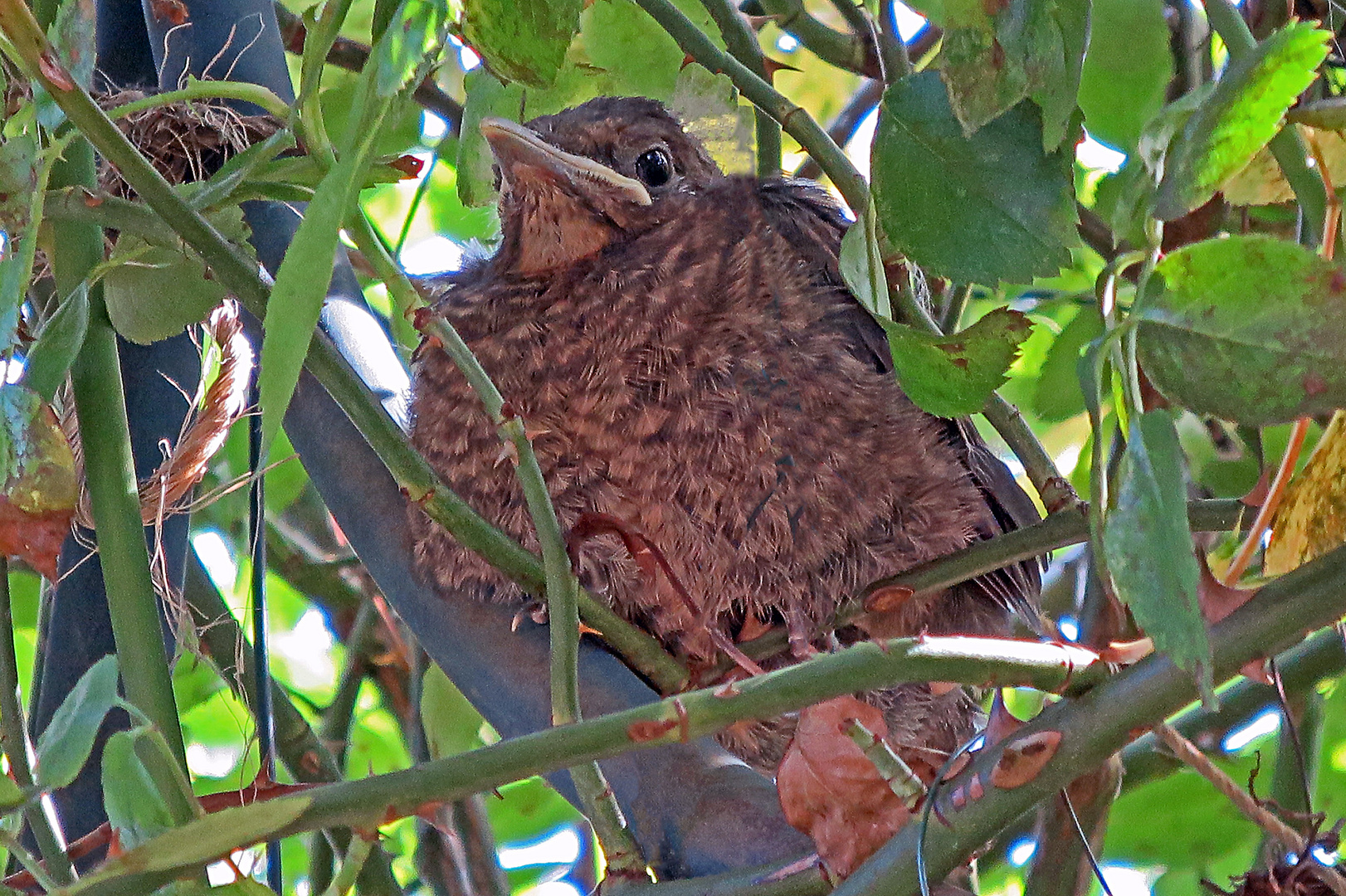 Amseljunges bei uns im Garten