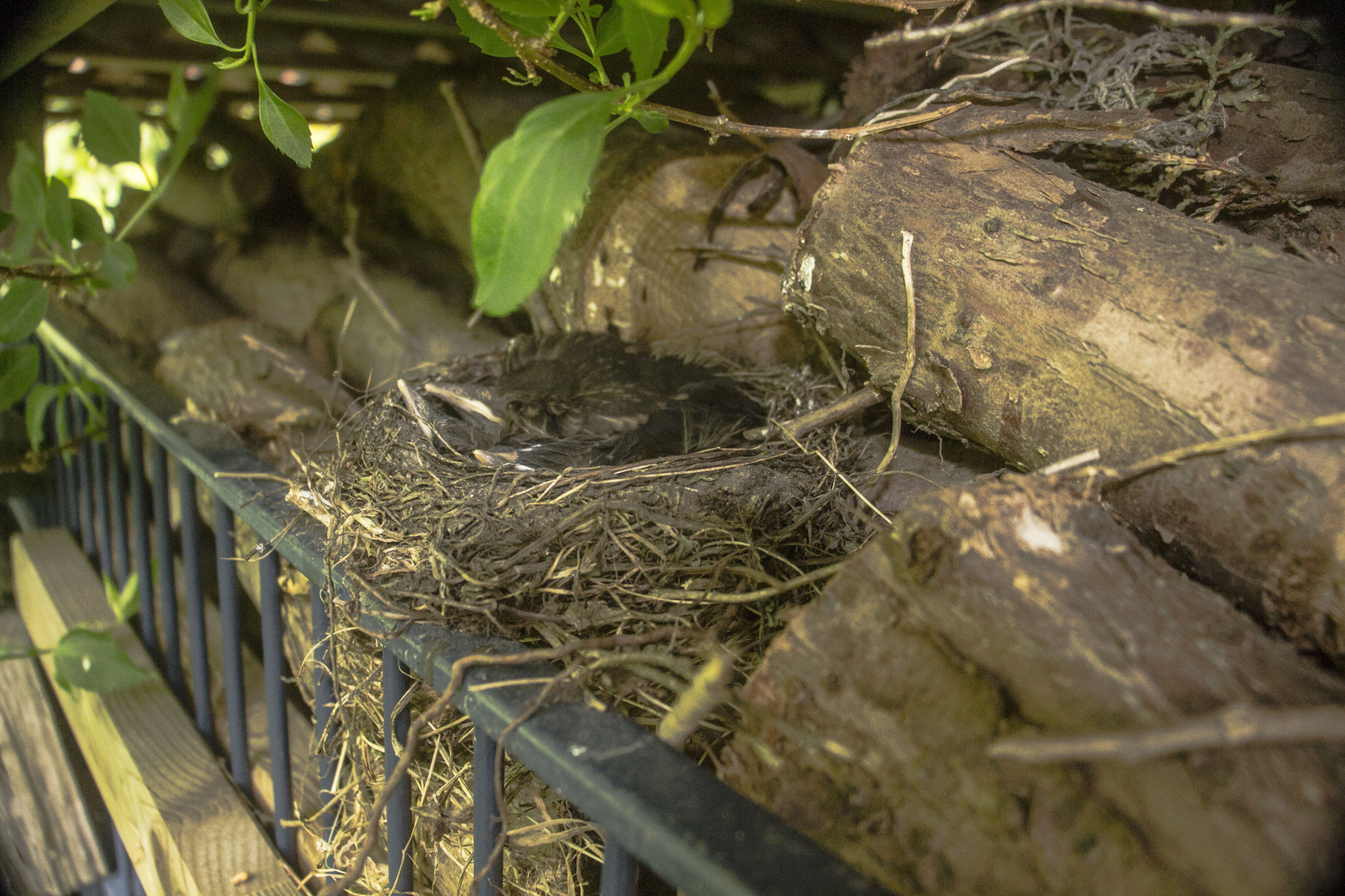 Amseljunges im Nest