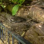 Amseljunges im Nest