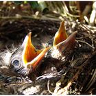 Amselküken im Nest