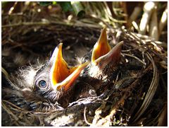 Amselküken im Nest