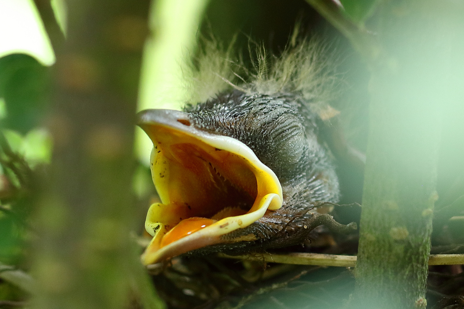 Amselküken im Nest