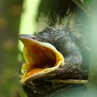 Amselküken im Nest