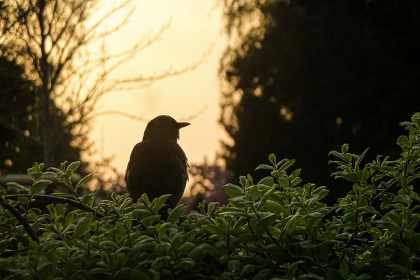 Amsellied im letzten Tageslicht