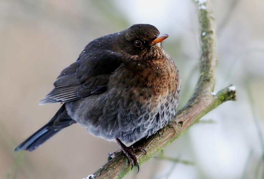 Amselmadam im Winteroutfit