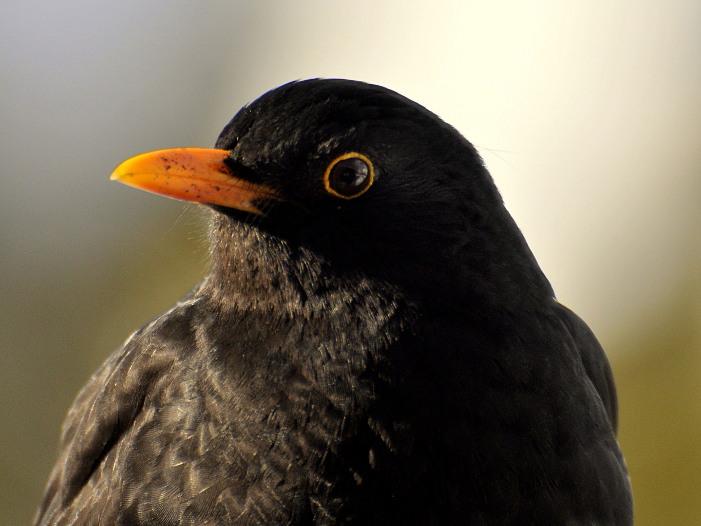 Amselmännchen als Portrait