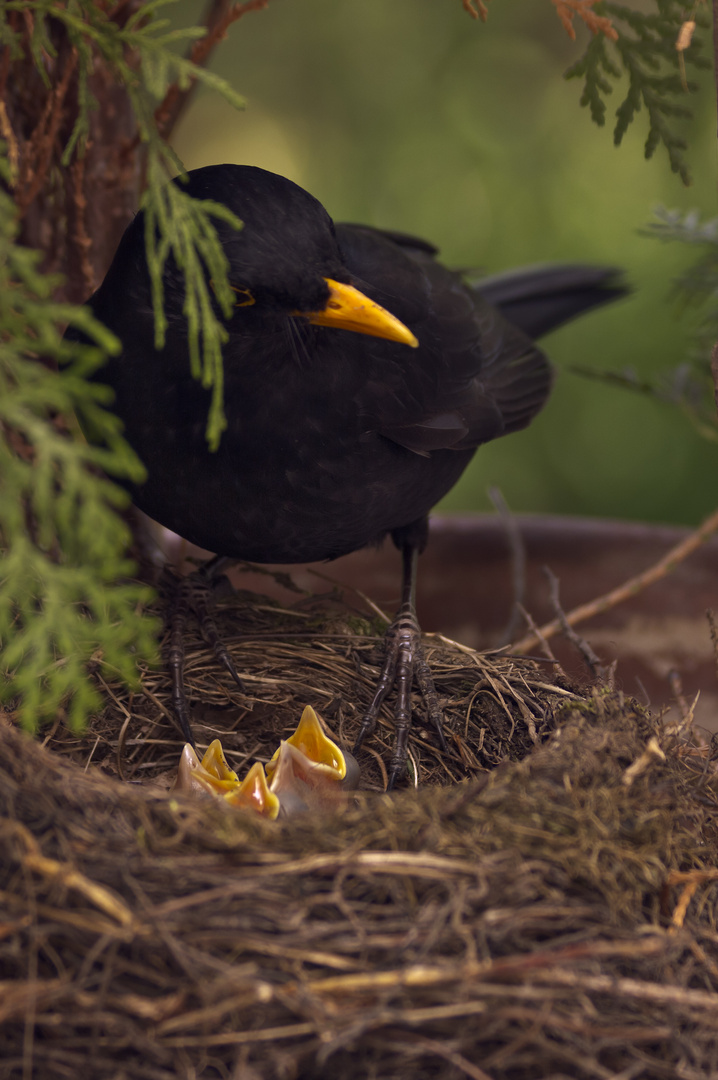 Amselmännchen am Nest.