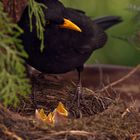 Amselmännchen am Nest.