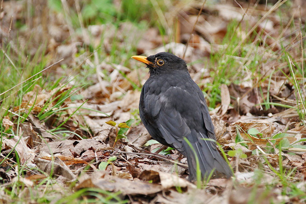 Amselmännchen auf der Wiese