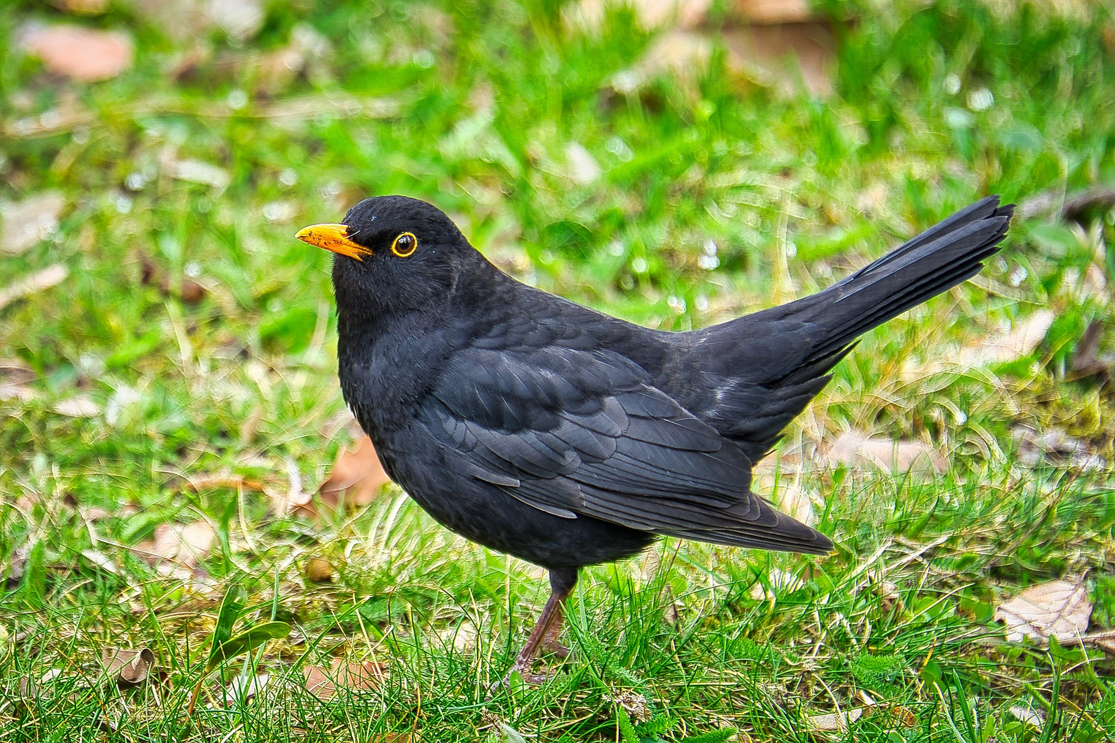 Amselmännchen auf Futtersuche