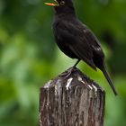 Amselmännchen beim Reviergesang