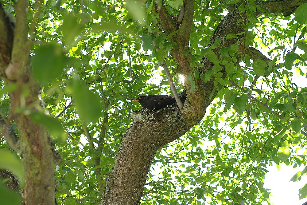 Amselmännchen im Garten (2)