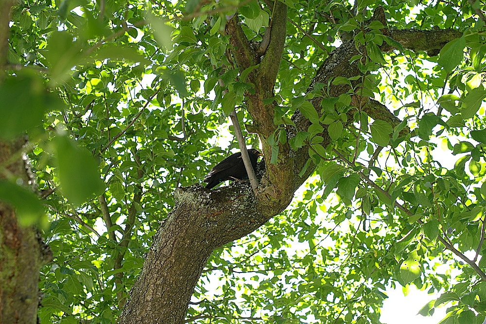 Amselmännchen im Garten