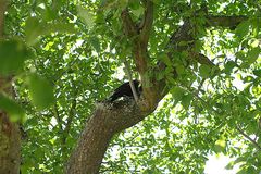 Amselmännchen im Garten