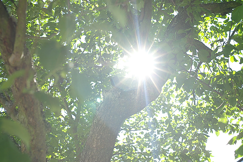 Amselmännchen im Gegenlicht