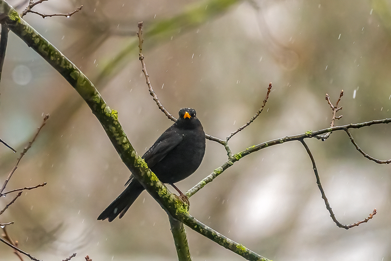 Amselmännchen im Regen