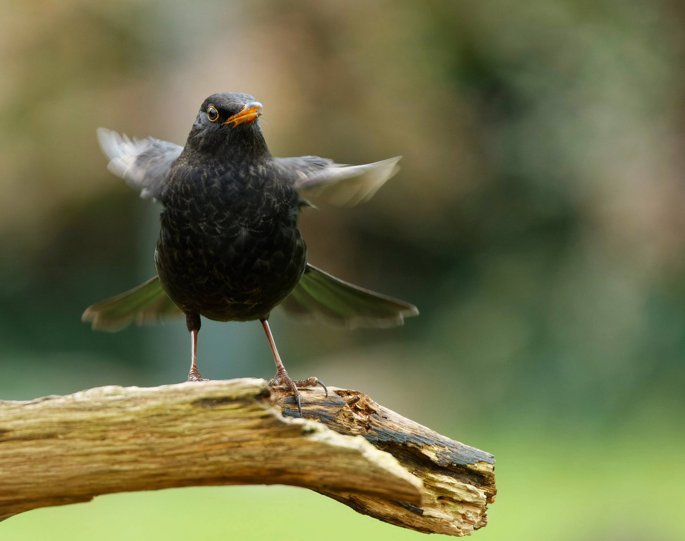 Amselmännchen Reviergesang 