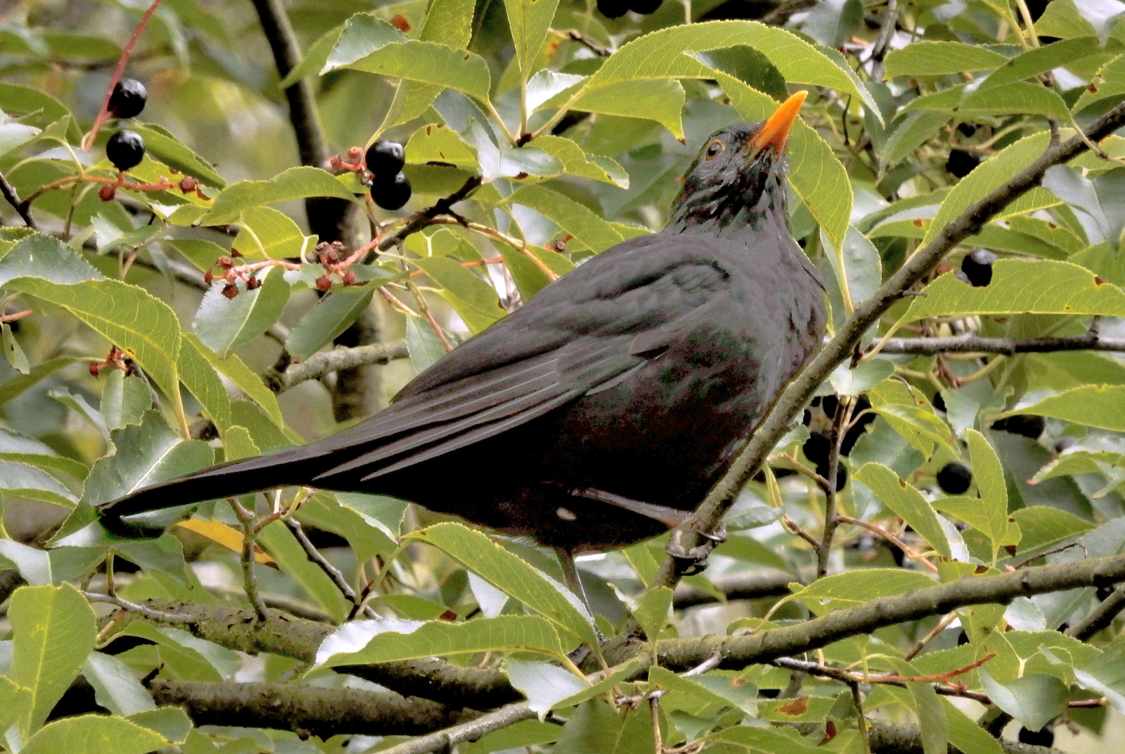 Amselmännchen (Turdus merula)