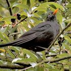 Amselmännchen (Turdus merula)