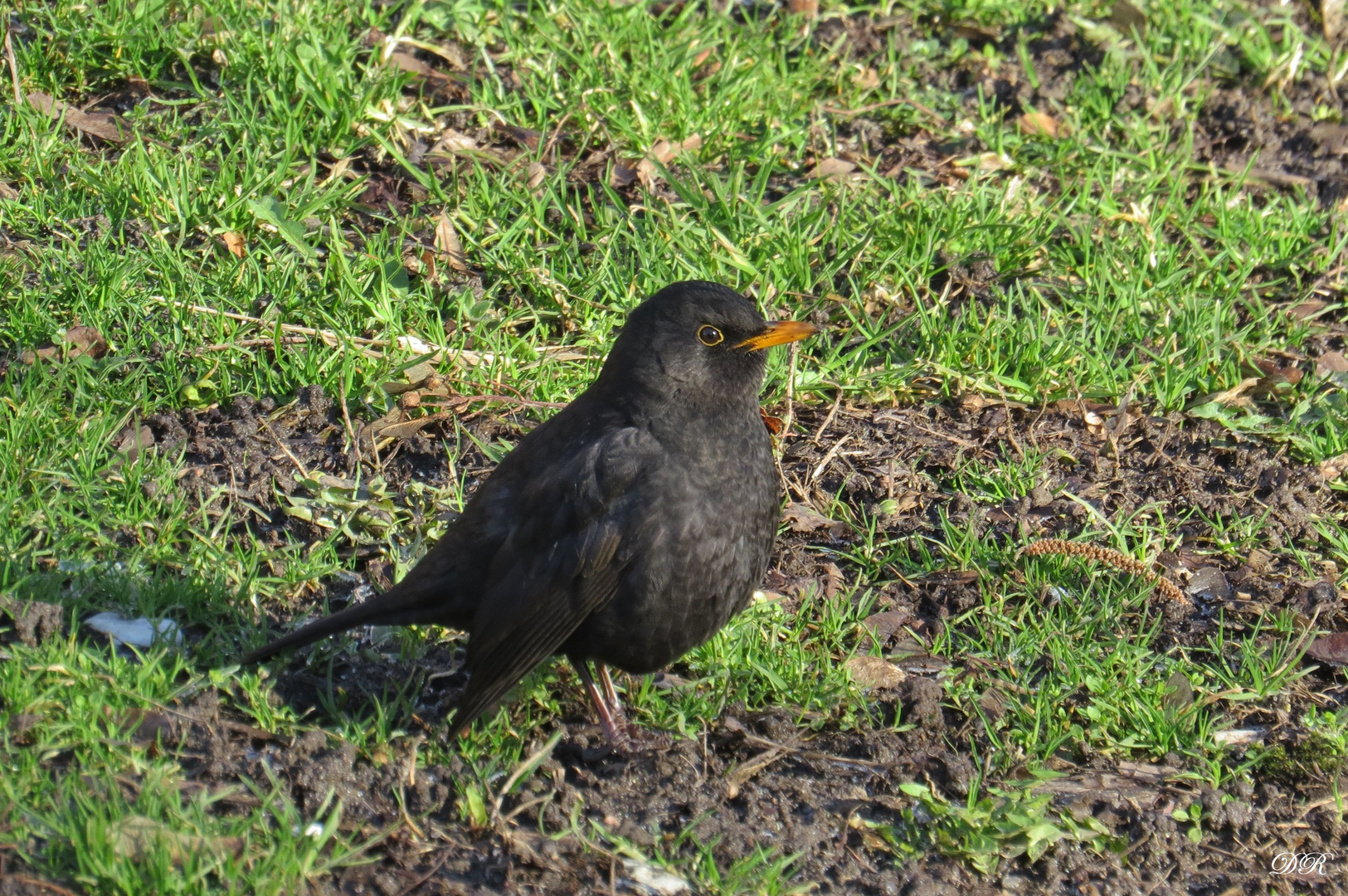 Amselmännchen war früh schon voll in Aktion