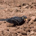 Amselmann bei der Gartenarbeit