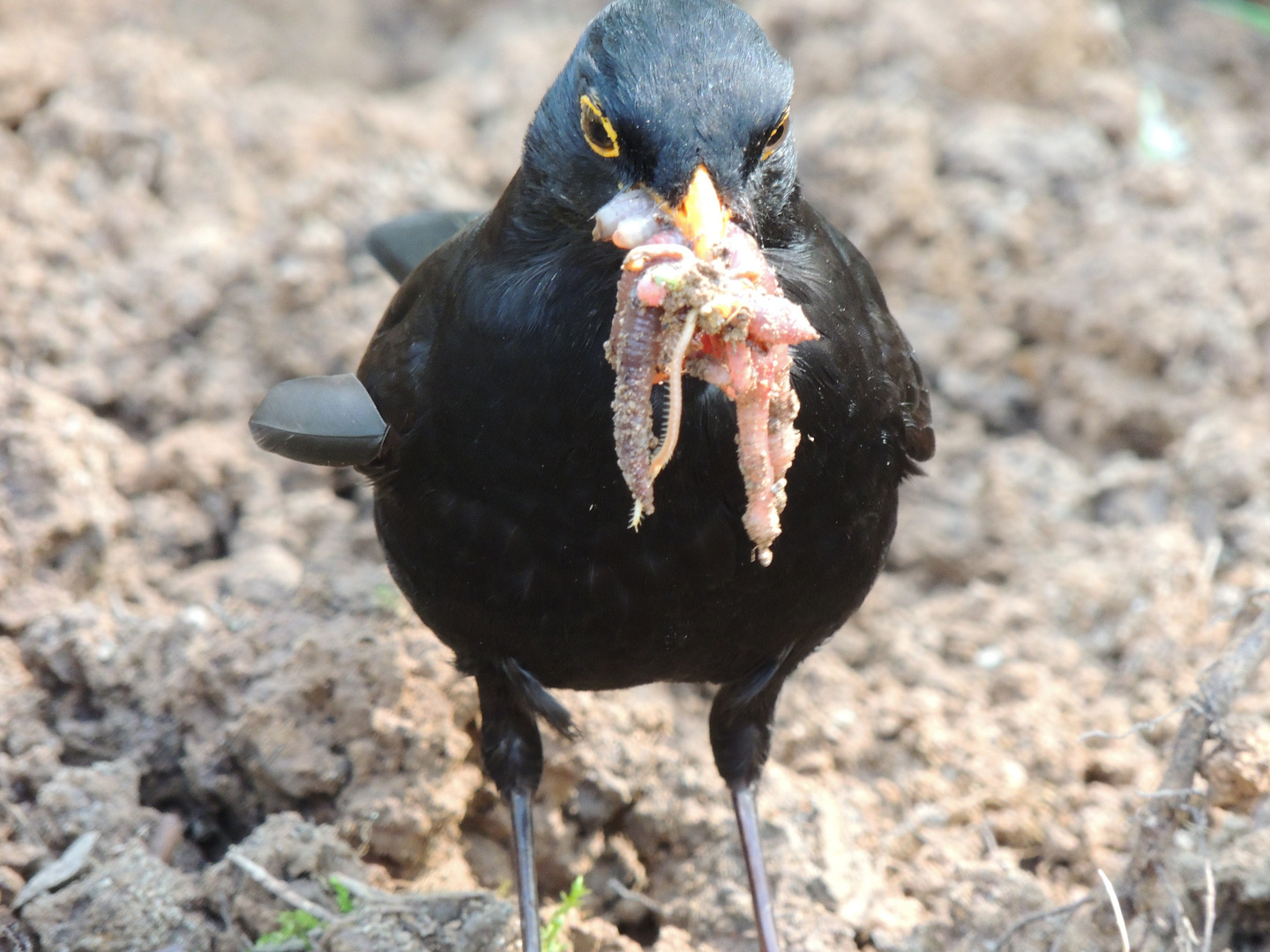 Amselmann, der Ernährer