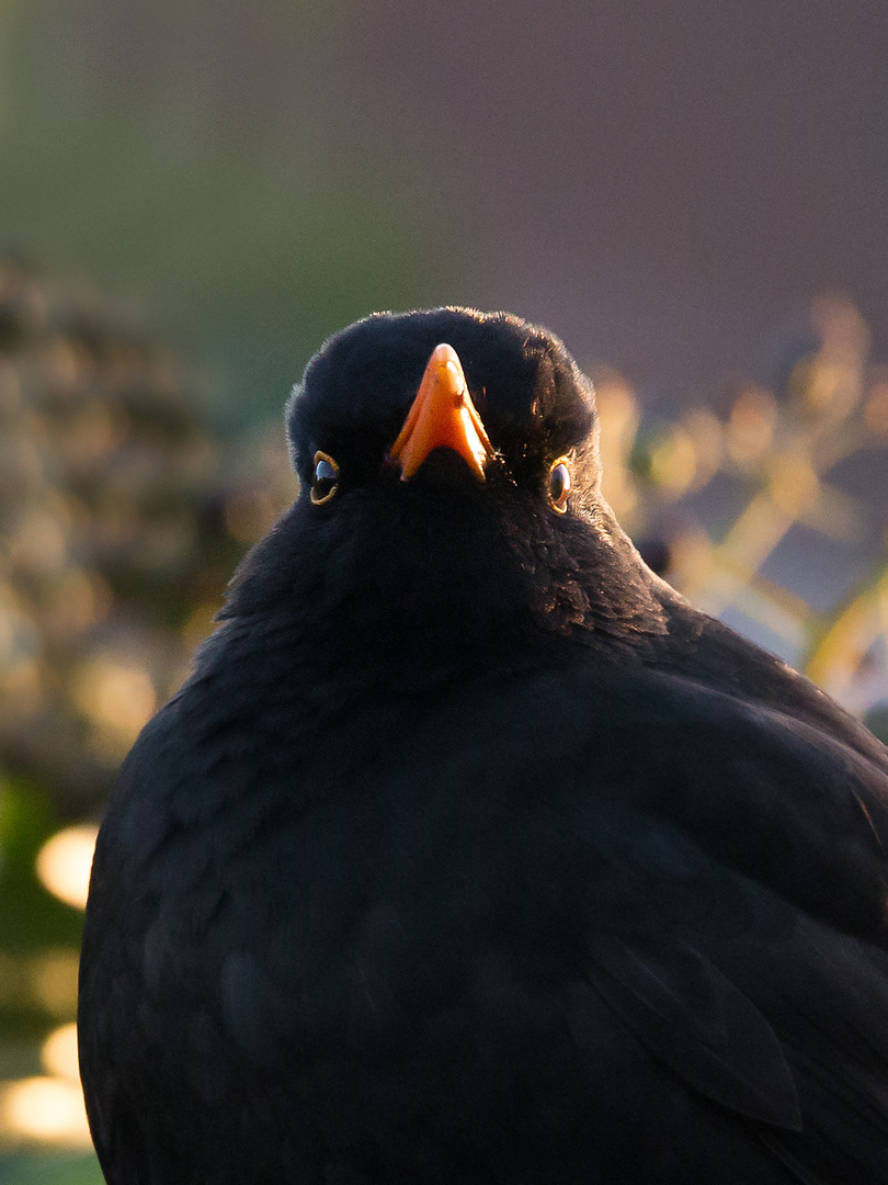 Amsel_Mann