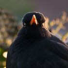 Amsel_Mann