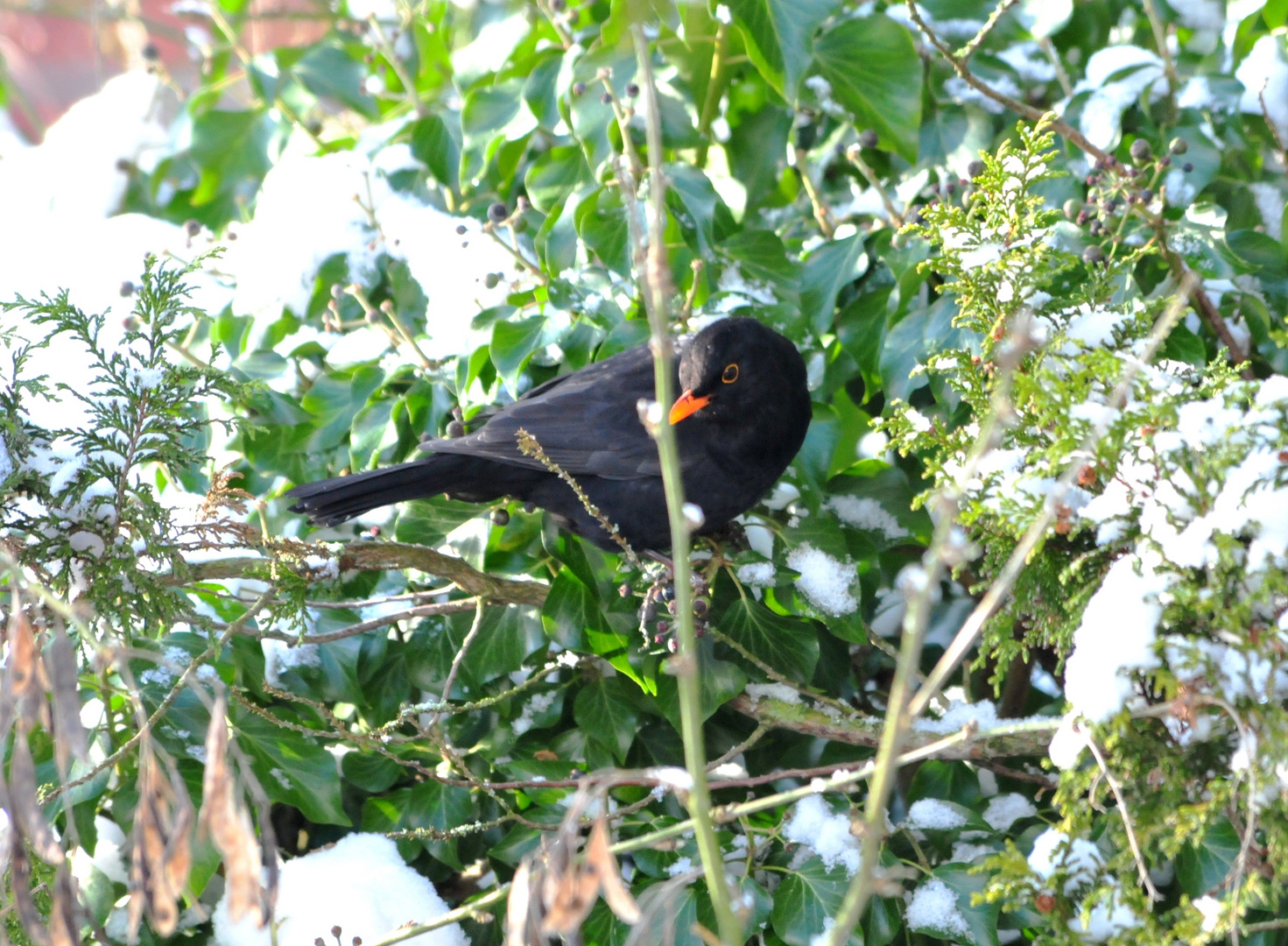 Amselmann im Schnee-Baum (Turdus merula)