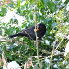 Amselmann im Schnee-Baum (Turdus merula)