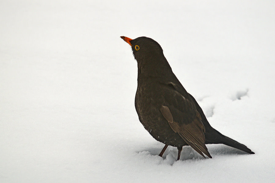 Amselmann im Schnee