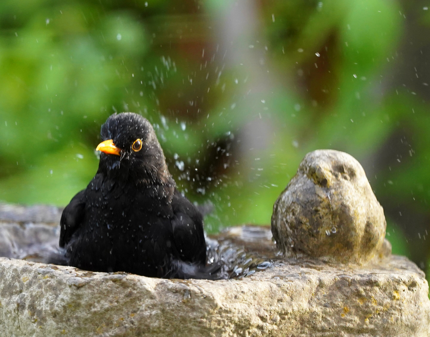 Amselmann im Vogelbad