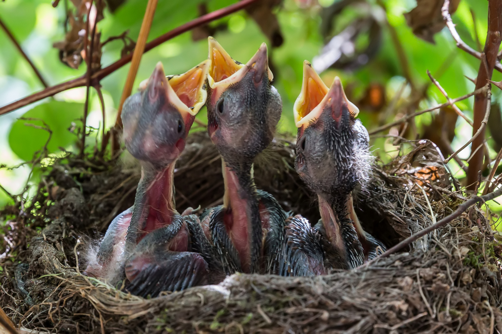 Amseln im Nest