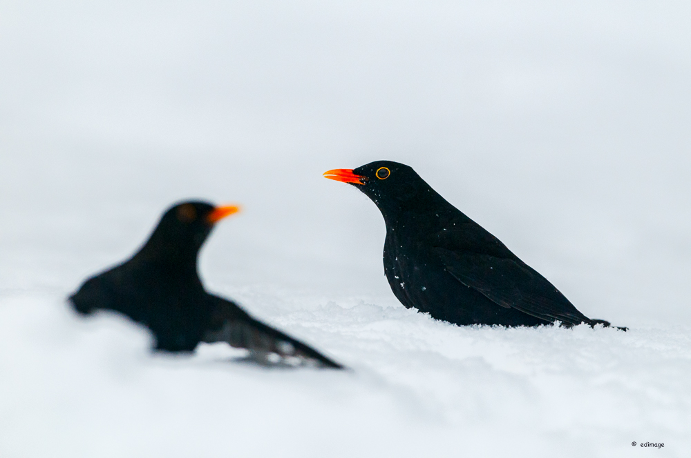 Amseln im Schnee