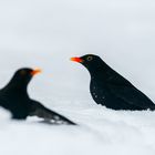 Amseln im Schnee