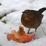 Amseln wünschen sich: Räumt nicht alles Obst aus euren Gärten 03