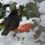 Amseln wünschen sich: Räumt nicht alles Obst aus euren Gärten 04