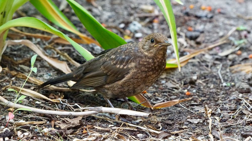 Amselnachwuchs Gartenvögel