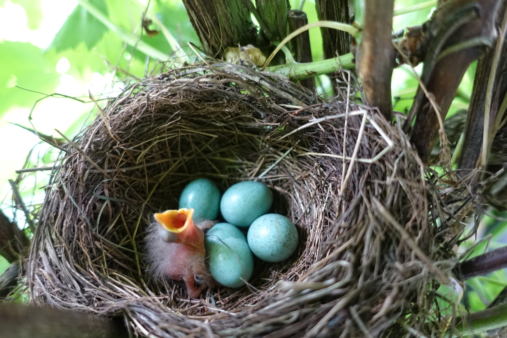 Amselnest Foto & Bild tiere, wildlife, wild lebende vögel Bilder auf