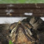 Amselnest auf meinem Balkon